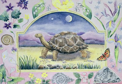 Tortue géante (mois de mai d